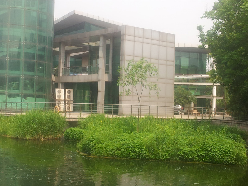 自然落子生長的柳樹（項(xiàng)目建設(shè)第三年春天）